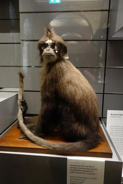 1910 White-Fronted Langur (38753075280).jpg