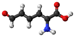 2-Aminomuconic-semialdehyde-3D-balls.png