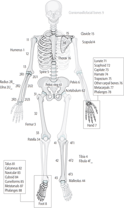 AO Fracture Classification - Adult.png