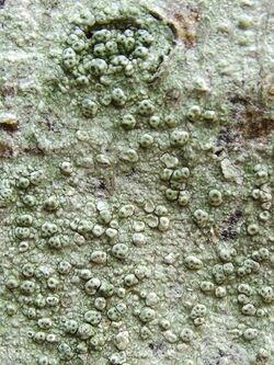 A lichen - Pertusaria pertusa - geograph.org.uk - 988200.jpg