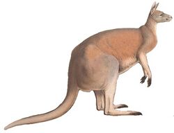 A monograph of the Macropodidæ, or family of kangaroos (9398404841) white background.jpg