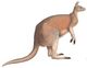 A monograph of the Macropodidæ, or family of kangaroos (9398404841) white background.jpg