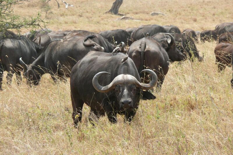 File:Afrikanische Büffel (Syncerus caffer) 1.jpg