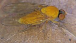 Agathomyia wankowiczii (02) - 2013-06-27.jpg