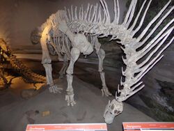 Amargasaurus, MEF Trelew 02.JPG