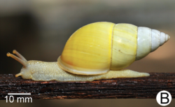 Amphidromus flavus.png