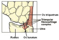 Anatomy TFCC.jpg