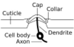 Anatomy of campaniform sensillum.svg