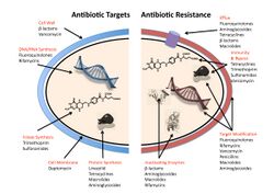 Antibiotic resistance mechanisms.jpg