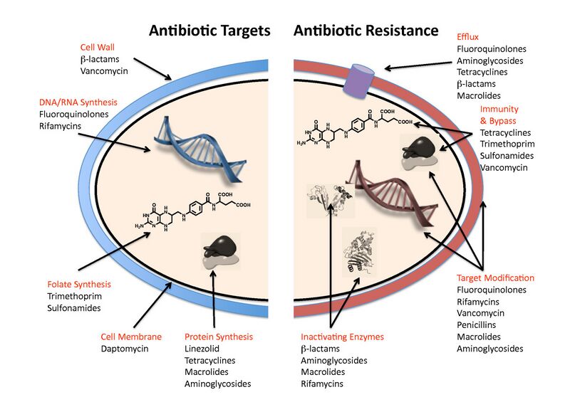 File:Antibiotic resistance mechanisms.jpg