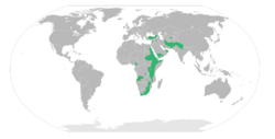 Argyrolobium distribution map.svg