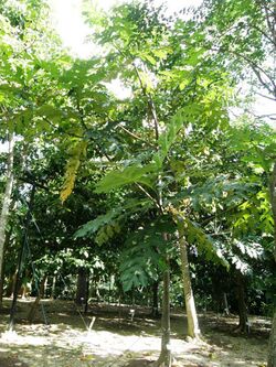 Artocarpus scortechinii1.jpg