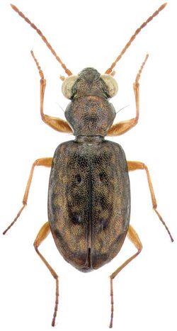 Asaphidion curtum curtum (Heyden) - ZooKeys-245-001-g022.jpeg