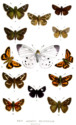 AsiaticHesperiidae1878.png