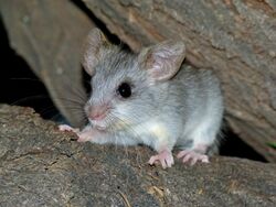 Black-tailed Tree Rat (Thallomys nigricauda) juvenile (7024276597).jpg