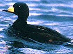 BlackScoter23.jpg