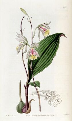 Bletia gracilis - Edwards vol 20 pl 1681 (1835).jpg