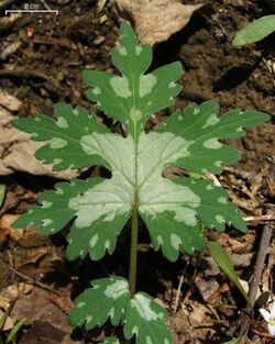 Broad Waterleaf (4526400669).jpg