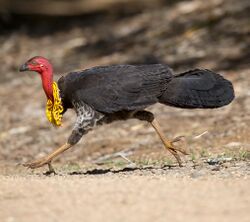 Bush turkey 5 (23407192891).jpg