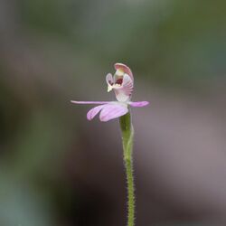 Caladenia pygmaea.jpg