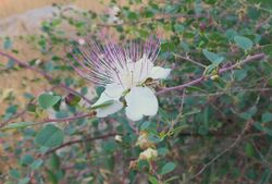 Caper bush flower.jpg