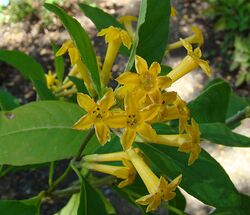 Cestrum parqui (8704387661).jpg