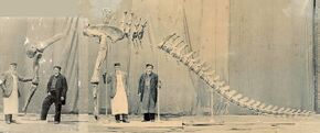 Composite photograph showing Alfred Leeds standing next to the mounted arm and rear skeleton of Cetiosauriscus, from soon before 1905