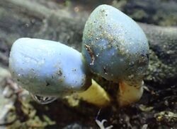 Clavogaster virescens, a species of fungus from New Zealand.