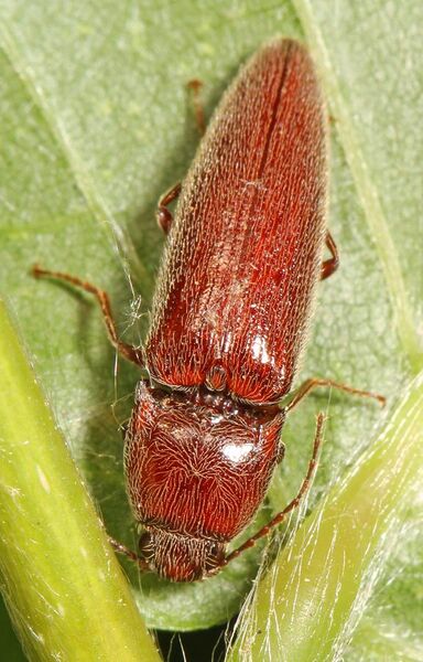 File:Click Beetle - Melanotus communis complex, Occoquan Regional Park, Lorton, Virginia.jpg