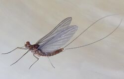 Cloeon dipterum praeimago.jpg