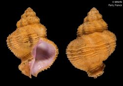 Coralliophila francoisi (MNHN-IM-2000-9912).jpeg