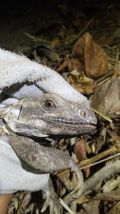 Ctenosaura oaxacana - head.jpg