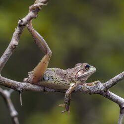Cuban tree frog (Osteopilus septentrionalis) 5.jpg