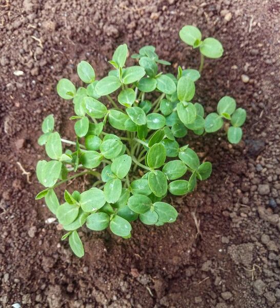 File:Cucumis anguria - Seedlings.jpg