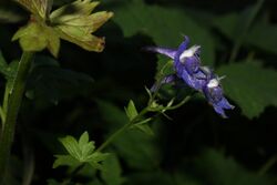 Delphinium trolliifolium 3633.JPG