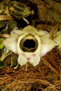 Dendrobium hekouense Orchi 002.jpg