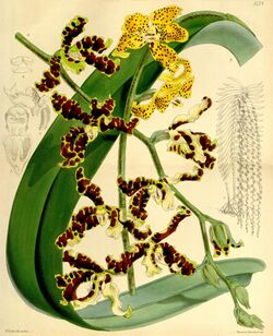 Dimorphorchis lowii (Renanthera lowii) - Curtis' 90 (Ser. 3 no. 20) pl. 5475 (1864).jpg