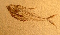 Diplomystus Dentatus prepared by Fossil Shack from the Green River Formation.jpg
