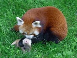 Red panda mother with cub