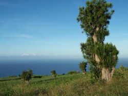 Dracaena reflexa.JPG