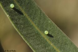 Eggs of Oleander Hawk Moth.jpg