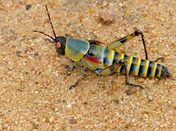 Elegant Grasshopper (Zonocerus elegans) (12716342645).jpg