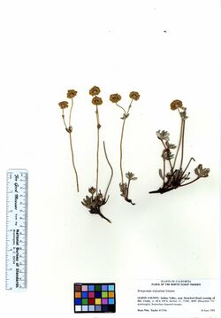 Eriogonum tripodium (6019002463).jpg