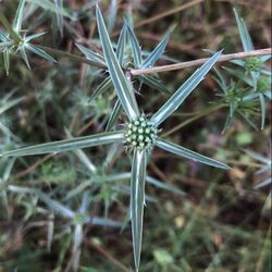 Eryngium Creticum Flower.jpg