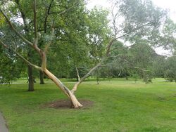 Eucalyptus glaucescens habit.jpg