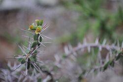 Euphorbia guillemietii c-2768 03.jpg