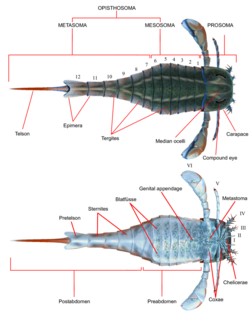 Eurypterus anatomy.png
