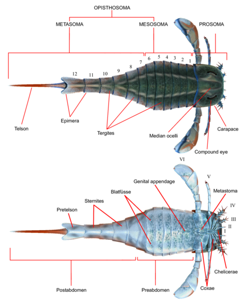 File:Eurypterus anatomy.png