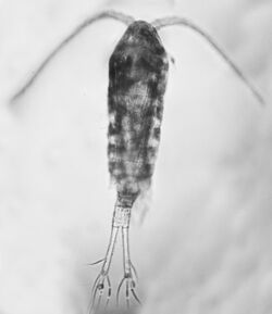 Eurytemora affinis1.jpg