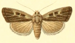 Euxoa difficilis.png